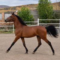 مادیان دره‌شوری چهار ساله
