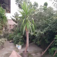 فروش گلهای رنگارنگ