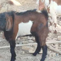 حیوانات مزرعه