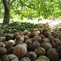 گردوی درجه یک