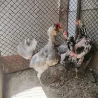 مرغ گلین ریشو چهلتاج طوسی وسیاه وسفیدوخال سوزنی