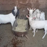 بز پاکستانی و سانا|حیوانات مزرعه|یزد, |دیوار