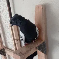 کفتر سینه.شهری.کله.سوسنی|پرنده|شیراز, کوشک میدان|دیوار