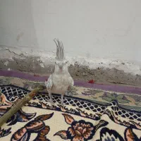 عروس هلندی|پرنده|هرسین, |دیوار