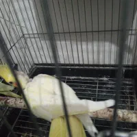 عروس هلندی|پرنده|تربت جام, اسماعیل آباد|دیوار