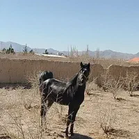 اسب|اسب و تجهیزات اسب‌سواری|شهرضا, |دیوار