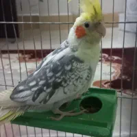 عروس هلندی|پرنده|پاکدشت, پاکدشت (مامازند)|دیوار