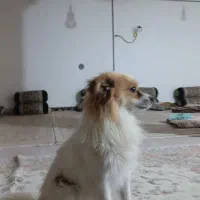 سگ.