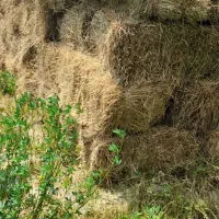 علوفه بسته بندی شده