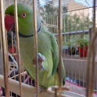 (بیتو) طوطی ملنگو نر شاه طوطی