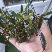 انواع گیاه خاص پلنت بوسفلاندرا