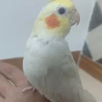 عروس هلندی لوتینو ماده