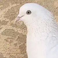 کفتر سفید گمشده