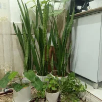 گل طبیعی|گل و گیاه طبیعی|دورود, |دیوار