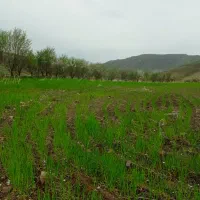 زمین باغی. روستای بادمجین 20کیلومتری قزوین|فروش زمین و ملک کلنگی|قزوین, |دیوار