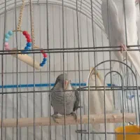 یک جفت راهب