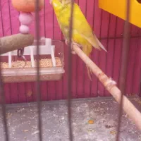 مرغ عشق|پرنده|دهگلان, |دیوار