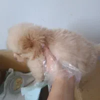 سگ پامر خرسی|سگ|اصفهان, شاهد|دیوار