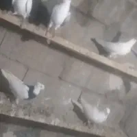 کبوتر