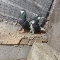 نرو ماده چپ سیاه زیر گل