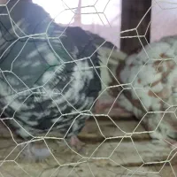 کفتر|پرنده|ابریشم, |دیوار