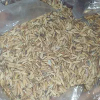 چلتوک بذر