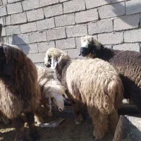 بره نر/قوچ/کوهه قوچ فروشی|حیوانات مزرعه|شیراز, بید زرد|دیوار