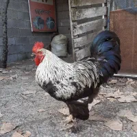 خروس برهما جوان|حیوانات مزرعه|لاهیجان, بوجایه|دیوار