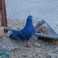 گرفتنی|پرنده|خرمشهر, |دیوار