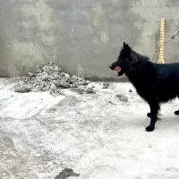 سگ ژرمن فوق العاده ببر|سگ|آمل, |دیوار