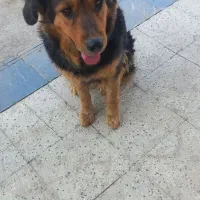 واگذاری سگ|سگ|کهریزک, |دیوار