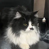 پرشین ماده جهت جفتگیری|گربه|قم, بنیاد|دیوار