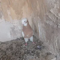 کفتر طوقی کله سینه