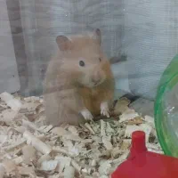 نیازمند همستر قهوه ای