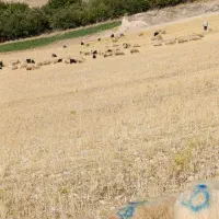 گوسفندبره زی دوکت میگیرم مال آدم حلال