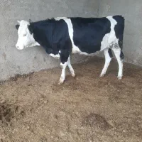 گاو گوساله تلیسه