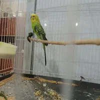 پرنده. مرغ عشق