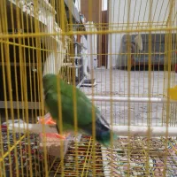 طوطی برزیلی نژاد خوب زبرو زرنگ