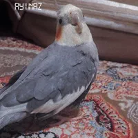 عروس هلندی چند مدل آهنگ میخونه مفت گذاشتم|پرنده|رشت, رشتیان|دیوار