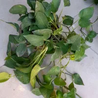 پتوس کاسه ای بزرگ رونده آویز پُر برگ|گل و گیاه طبیعی|قم, نیروگاه|دیوار