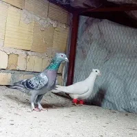 کفتر بوم 16تا پرشی