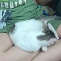 گربه ملوس به همراه تمام وسایل لازم