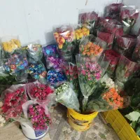 گل رز|گل و گیاه طبیعی|برازجان, |دیوار