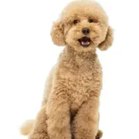 سرپرستی سگ پاکوتاه