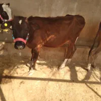 گاوگوساله