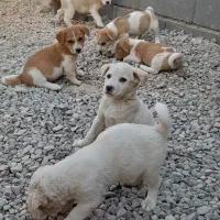 توله سگ پا کوتاه