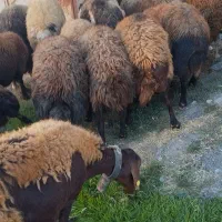 میش غزل افشار آبستن سبک وسنگین|حیوانات مزرعه|بوئین و میاندشت, |دیوار