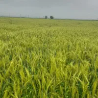 زمین-مناسب-شالی-کشاورزی