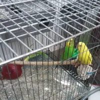 مرغ عشق با لوازم و قفس