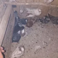کبوتر|پرنده|ماکو, |دیوار